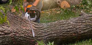 Professional Tree Services in Somerton, AZ