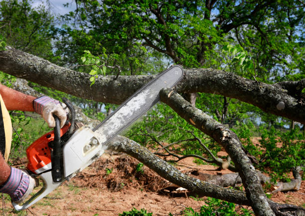 Best Fruit Tree Pruning  in Somerton, AZ